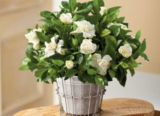 Рослини в інтер'єрі: обирайте мудро, щоб уникнути несподіваних проблем